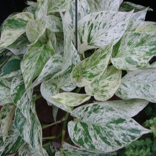 Эпипренум Marble Queen/Aureum п/к 3.5 л